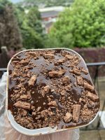 Matilda cake tubs - Box of 4 cakes - Image 2